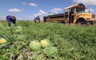 Los agricultores de la Florida luchan porque menos trabajadores migrantes quieren visas H
