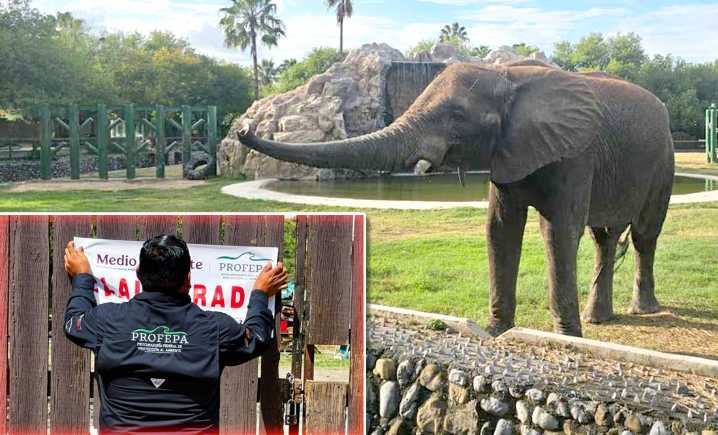 Reabre el Zoológico La Pastora tras clausura por Profepa
