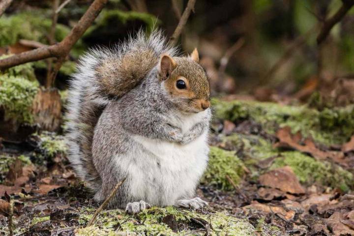Fat Squirrel Week 2025 Has Crowned Its First-Ever Winner! See the Results