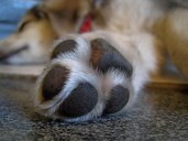 Experta explica la importancia de limpiar las patas a los perros tras un paseo