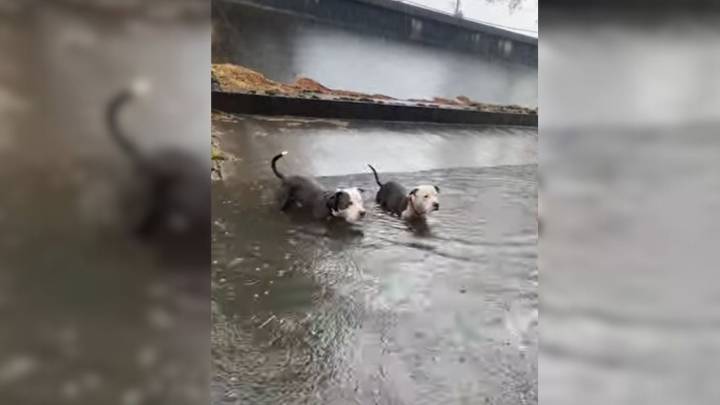 Two Pit Bulls Stranded In Louisiana Canal Face Rising Waters Until Help Arrives