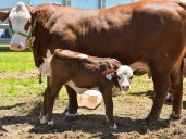 En el monte chaqueño la ganadería evoluciona a fuerza de pasión y conocimiento