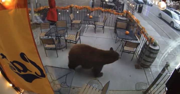Bear necessities: Black bear goes shopping on Main Street in downtown Bozeman