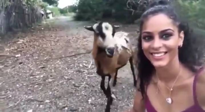 VIDEO: Girl making reel with goat, what the goat did next will make you laugh