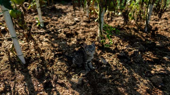Autumn garden cleanup: A crucial step in preventing plant diseases