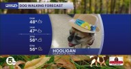 Hang onto your hat, Hooligan!
