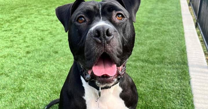 Meet our pets of the week: A Lab mix, pit bull mix and a horse