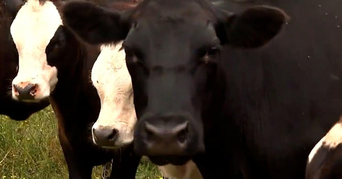 Ranchers raise concerns over Trump's plan to import beef