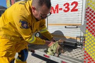 Rescatan a dos perritos que cayeron a drenaje en Ensenada