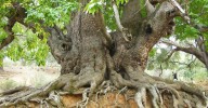 Conocen los secretos de la provincia de Málaga y alguno es milenario: árboles legendarios y rutas para encontrarlos