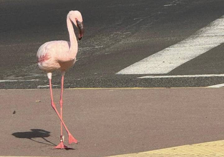 ¿Qué es lo que hace un flamenco en la avenida marítima de Puerto del Rosario?