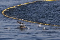 Menhaden board reduces catch by 20% on the East Coast