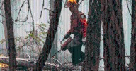 All of BC Wildfire Service joins BCGEU strike
