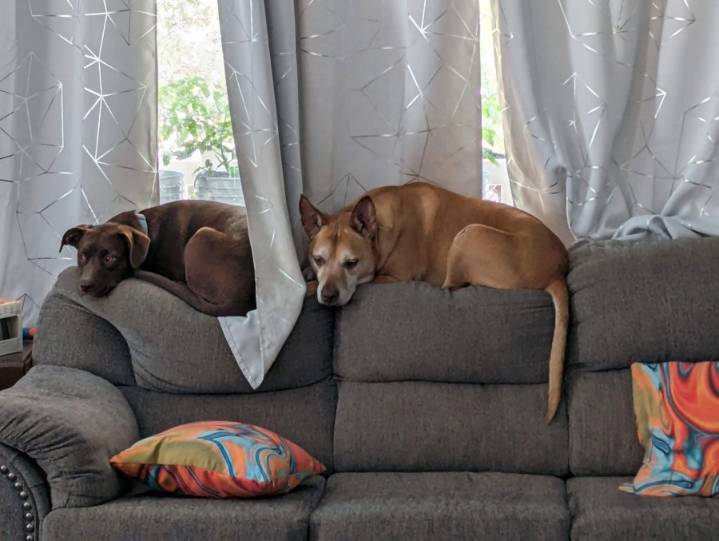 'We loved them all': Homeowners speak out after house fire killed several pets