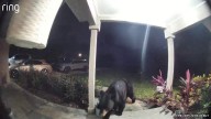‘A sight I couldn’t believe:’ Gotha family’s doorbell camera captures late