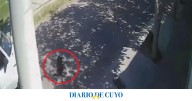 [VIDEO] Enojo por el conductor de una camioneta que atropelló y mató a una perrita callejera