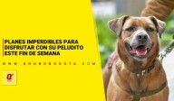 Planes imperdibles para disfrutar con su peludito este fin de semana