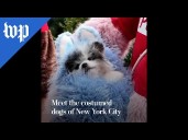 Meet the costumed dogs of New York City