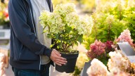 Say Goodbye To Hydrangeas, Try This Look Alike Instead