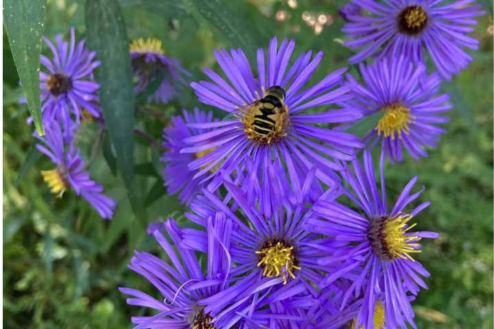 Leaves aren’t Maine’s only color show. Don’t miss these fall blooms