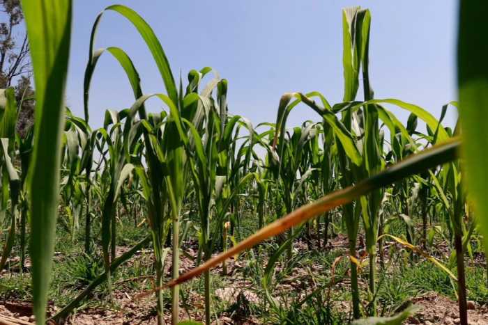 Apoyos al campo solo alcanzan 5% de productores en Edomex