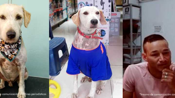El atroz caso de un hombre que apuñaló al perro Copito en Acacías, Meta: le ladró durante una riña