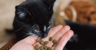 Wellness Beyond the Bowl: Exploring a holistic approach to happy, healthy pets