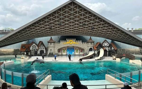 Un parque marino en Canadá advierte que podría sacrificar a 30 ballenas beluga