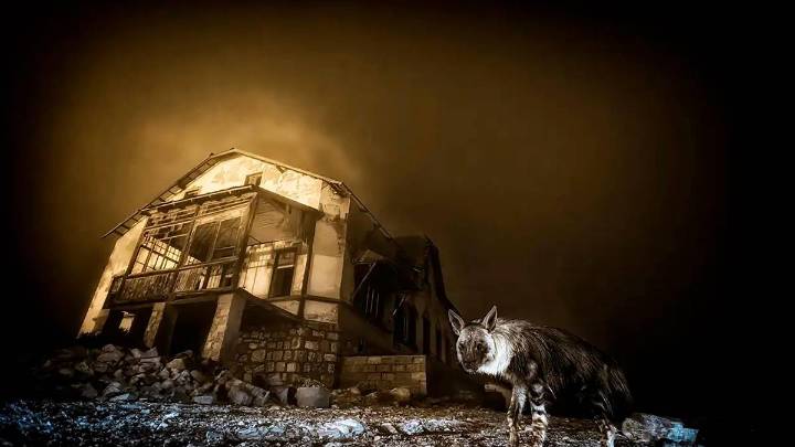 Concurso Wildlife, naturaleza en su máximo esplendor