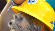 Brevard Humane Society groundbreaking for Adoption Center Upgrade