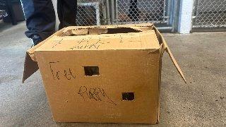A Cardboard Box Marked ‘Free’ Found In Pennsylvania Holds A Life Waiting To Be Loved
