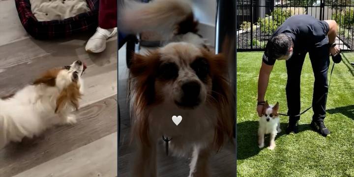 Dueño de un apartamento rescata a perrita abandonada tras descubrir que su inquilina está hospitalizada