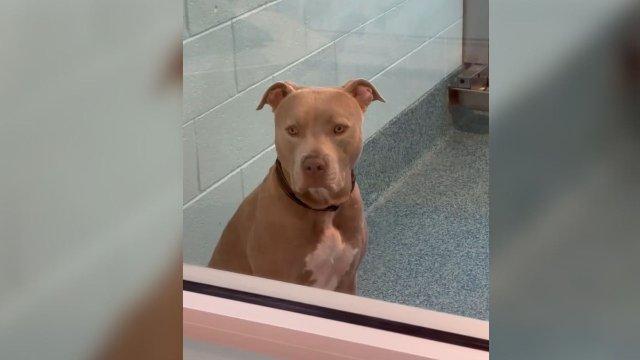 Pup Labeled ‘Intimidating’ Still Hopes Someone Will See His Gentle Heart After 700 Days In Florida Shelter