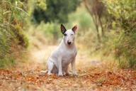 The English bull terrier is mischief meets muscle
