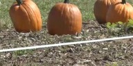FIRST ALERT WEATHER: Local pumpkin harvest is less than normal so far
