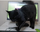 Semana de gatos negros para la presidenta