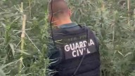 Detenido un vecino de La Litera por cultivo y tráfico de drogas