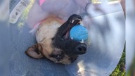 Soldier accused of stabbing CSPD K9 Roam appears in court