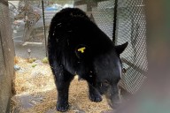 Wounded bear returned to wilderness after rehab