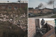 Massive Russian drone attack wipes out 13K pigs in gruesome Ukrainian farm fire: 'The destruction is catastrophic'