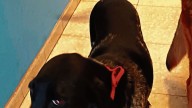 Adopta un perro: Romina y Daneris, dos ‘perras basura’ tiradas a la calle porque no les gustaba cazar