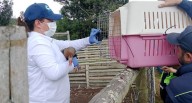 Aves exóticas fueron liberadas de una finca en Cundinamarca: así fue el operativo