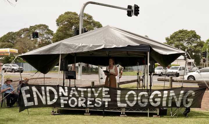 Link Road Forest