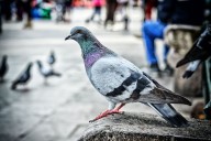 The deadly diseases nesting outside your window