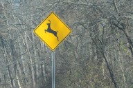 New mother dies after oncoming car hits deer, sends it flying through windshield