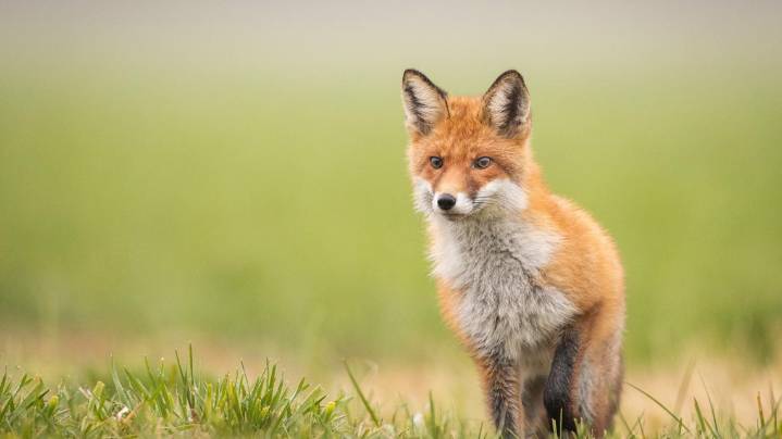 Rabies-positive fox found in north Bexar County