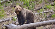 Three archery hunters in the Taylor Fork OK after separate grizzly encounters