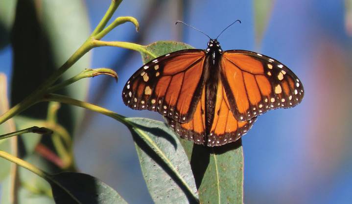Flight of the Monarch