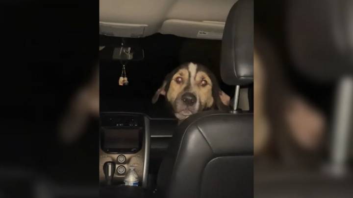 South Carolina Dog’s Heartwarming Leap Into Woman’s Car Sparks Unexpected Friendship