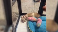 California Foster Woman Brings Together Deaf And Blind Dogs And The Moment They Meet Melts Hearts